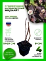 Пузыреплодник калинолистный Миднайт