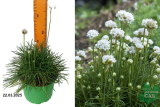 Армерия приморская Монинг Стар Вайт (Armeria Morning Star White) С1,5
