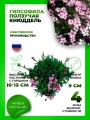 Гипсофила ползучая Кнюддель