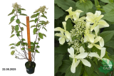 Гортензия метельчатая Грейт Стар Ле Вастеривал (Hydrangea paniculata Great Star Le Vasterival) С3