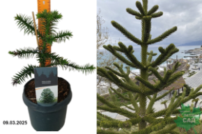 Araucaria araucana