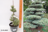 Сосна мелкоцветковая Шунс Бонсай (Pinus parviflora Schoons Bonsai) С3