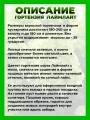 Гортензия метельчатая Лаймлайт