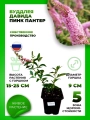 Буддлея Давида Пинк Пантер