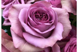Роза срезочная Монмарт (Rose Montmartre) ОКС