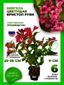 Вейгела гибридная Бристоль Руби