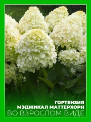 Гортензия метельчатая Мэджикал Маттерхорн