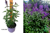 Агастахе Блю Боа (Agastache Blue Boa) С2