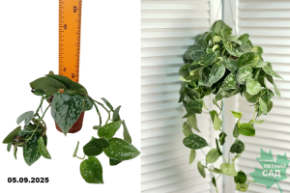 сциадопитес