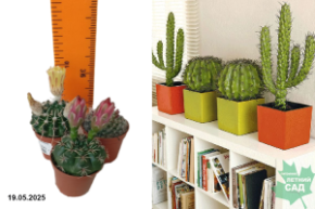 кактус микс в