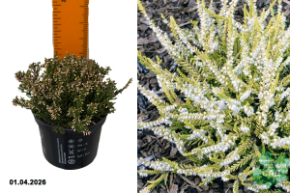 вереск обыкновенный сара