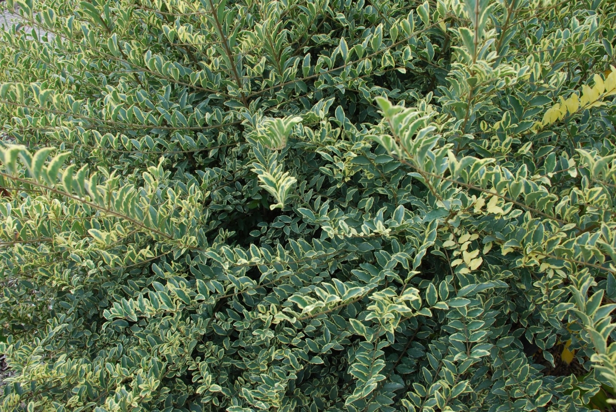 b1644be74e72ea16be30e519cc09d73d