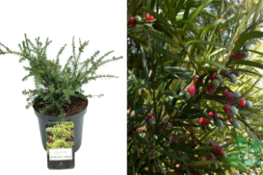 Подокарп (ногоплодник) нивалис Килворс Крим С2,5