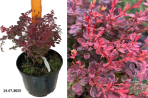 барбарис инсперейшен