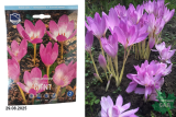Безвременник Джиант (Colchicum Giant) 1шт/уп