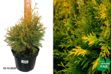 Туя западная Еллоу Даймонд (Thuja occidentalis Yellow Diamond) С3 х