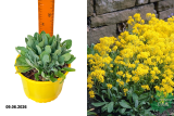 Алиссум Голд Кобольд (Alyssum saxatilis Gold Kobold) С2