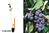 Ирга ольхолистная Смоки (Amelanchier alnifolia Smokey) С7,5
