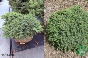 черная нана