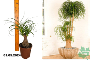 Nolina Recurvata