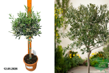 Олива европейская (Olea Europaea) Р18