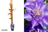 Клематис гибридный Мульти Блу (Clematis Multi Blue) Р15