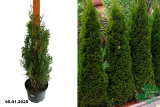 Туя западная Смарагд (Thuja occidentalis Smaragda) С3 х
