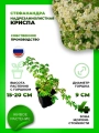 Стефанандра надрезаннолистная Криспа