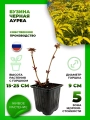 Бузина черная Ауреа
