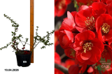 Айва японская Кримсон энд Голд (Chaenomeles superba Crimson and Gold) С5 д