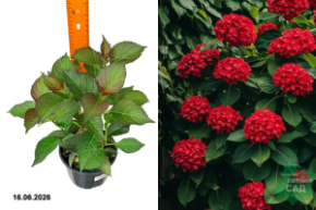 реж энджел