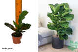 Фикус лировидный Бамбино (Ficus lyrata Bambino) Р9
