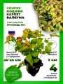 Спирея японская Мэджик Карпет Валбума