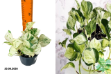 Эпипремнум Хэппи Лиф (Epipremnum pinnatum Happy Leaf) Р12