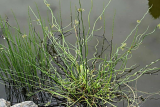 Юнкус (Ситник) Спиралис (Juncus Spiralis) Р12