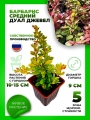 Барбарис средний Дуал Джевел