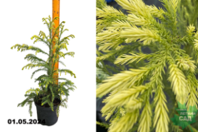Криптомерия японская Секкан (Cryptomeria japonica Sekkan) С2,5