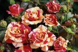 Роза плетистая Ванилл Фрэйз (Rosa Climber Vanille Fraise) ОКС