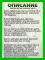 Дерен белый Айвори Хало