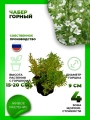 Чабер горный