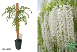 Глициния обильноцветущая Альба (Wisteria floribunda Alba) Р15