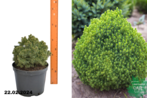 Ель канадская Альберта Глоуб (Picea glauca Alberta Globe) С10