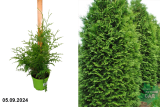 Туя западная Брабант (Thuja occidentalis Brabant) С3 а
