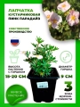 Лапчатка кустарниковая Пинк Парадайз