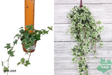 Хедера (плющ) хеликс Ева (Hedera HELIX EVA) Р8,5