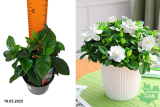 Гардения жасминовидная (Gardenia Jasminoides) Р9