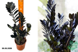 Замиокулкас замифолия Доун (Zamioculcas zamiifolia) Р14