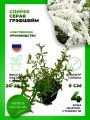 Спирея серая Грефшейм