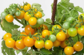 Томат Болконное чудо желтое