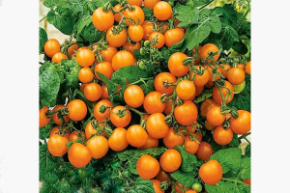 балконное чудо оранжевое